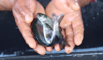 Şanlıurfa’da yetişen balıklar ihracata gidiyor