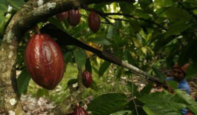 Kakao fiyatlarında ‘tarihi’ ralli