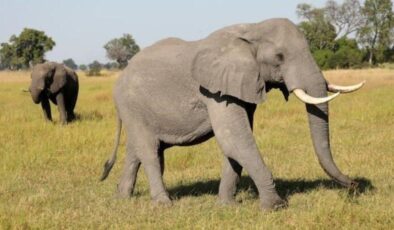 Botsvana’dan Almanya’ya görülmemiş tehdit: 20 bin fil göndeririz